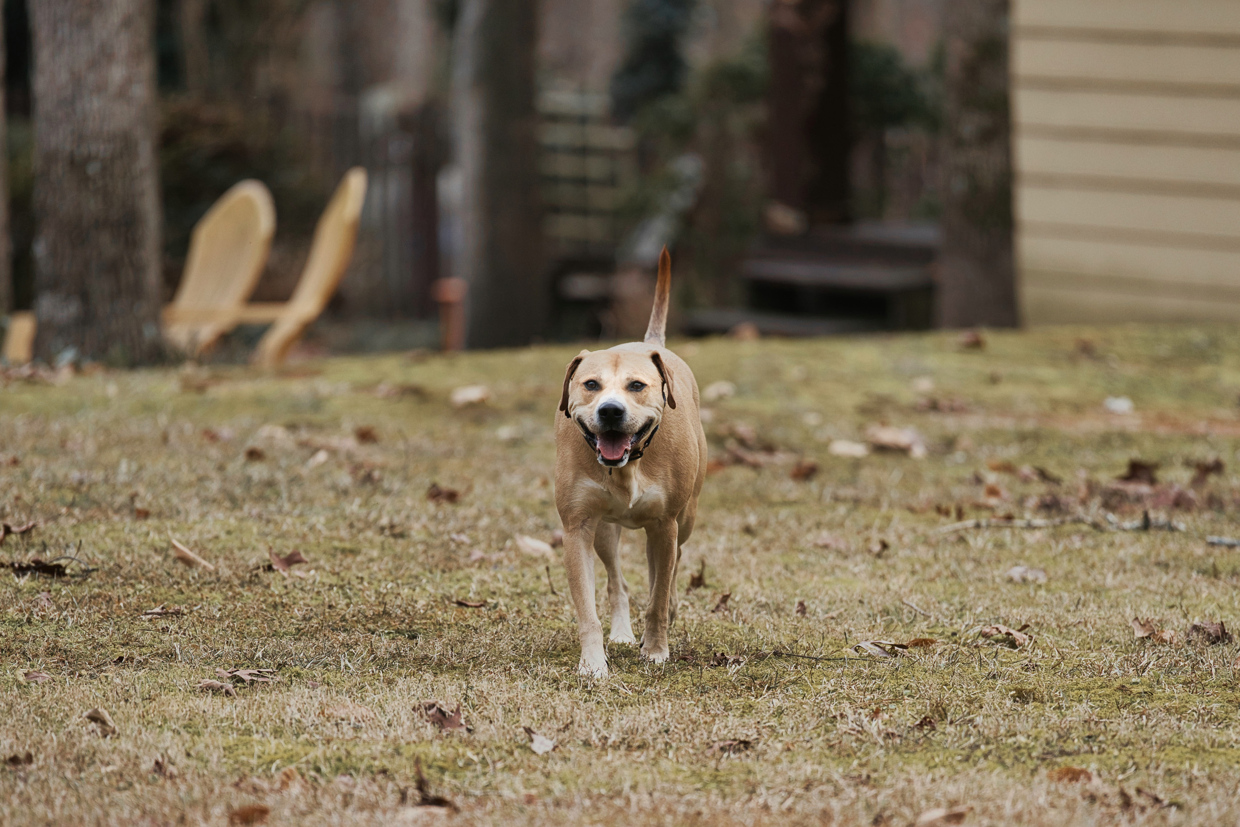 Kirby, an adoptable Labrador Retriever, American Staffordshire Terrier in Chamblee, GA, 30341 | Photo Image 4