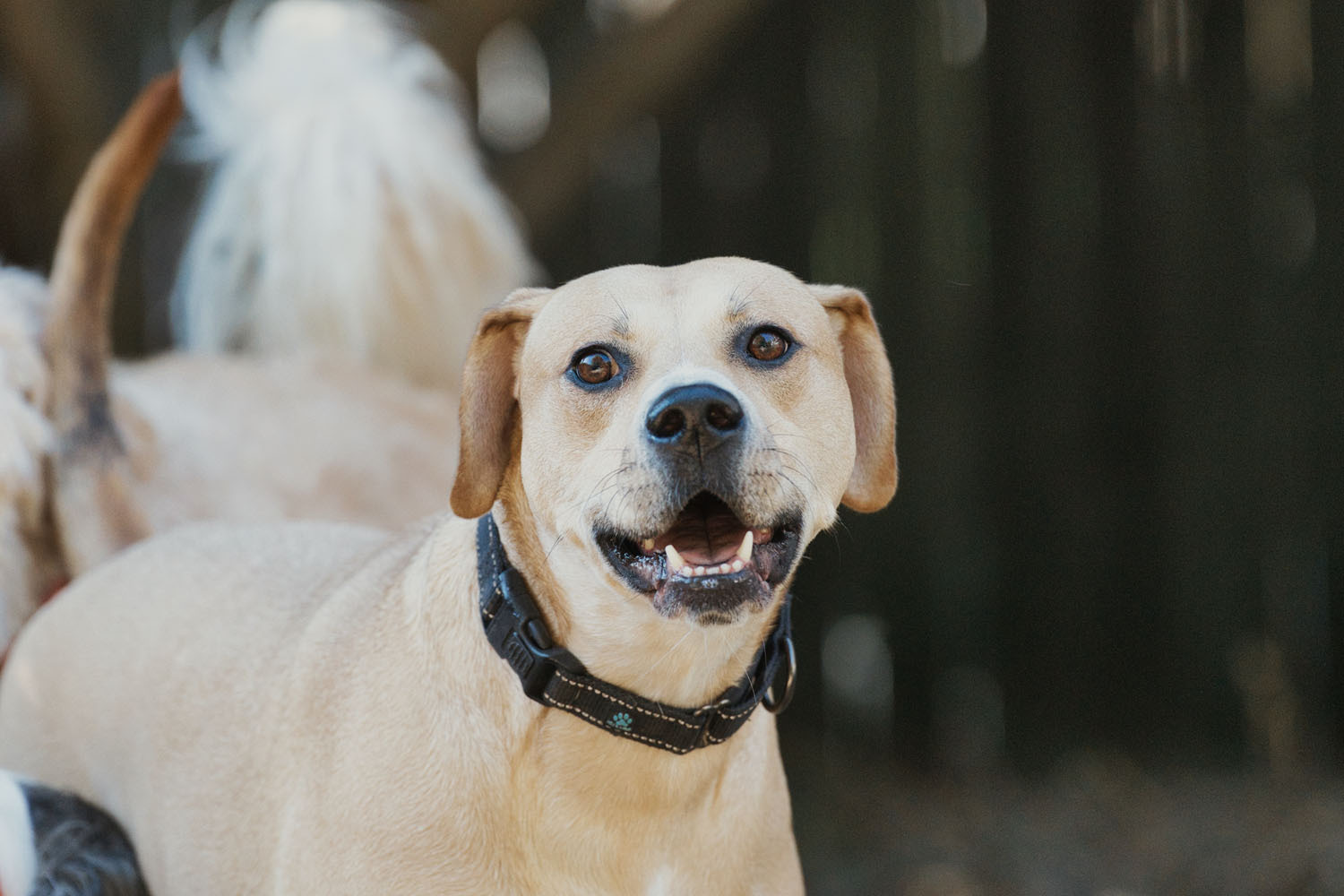 Kirby, an adoptable Labrador Retriever, American Staffordshire Terrier in Chamblee, GA, 30341 | Photo Image 5