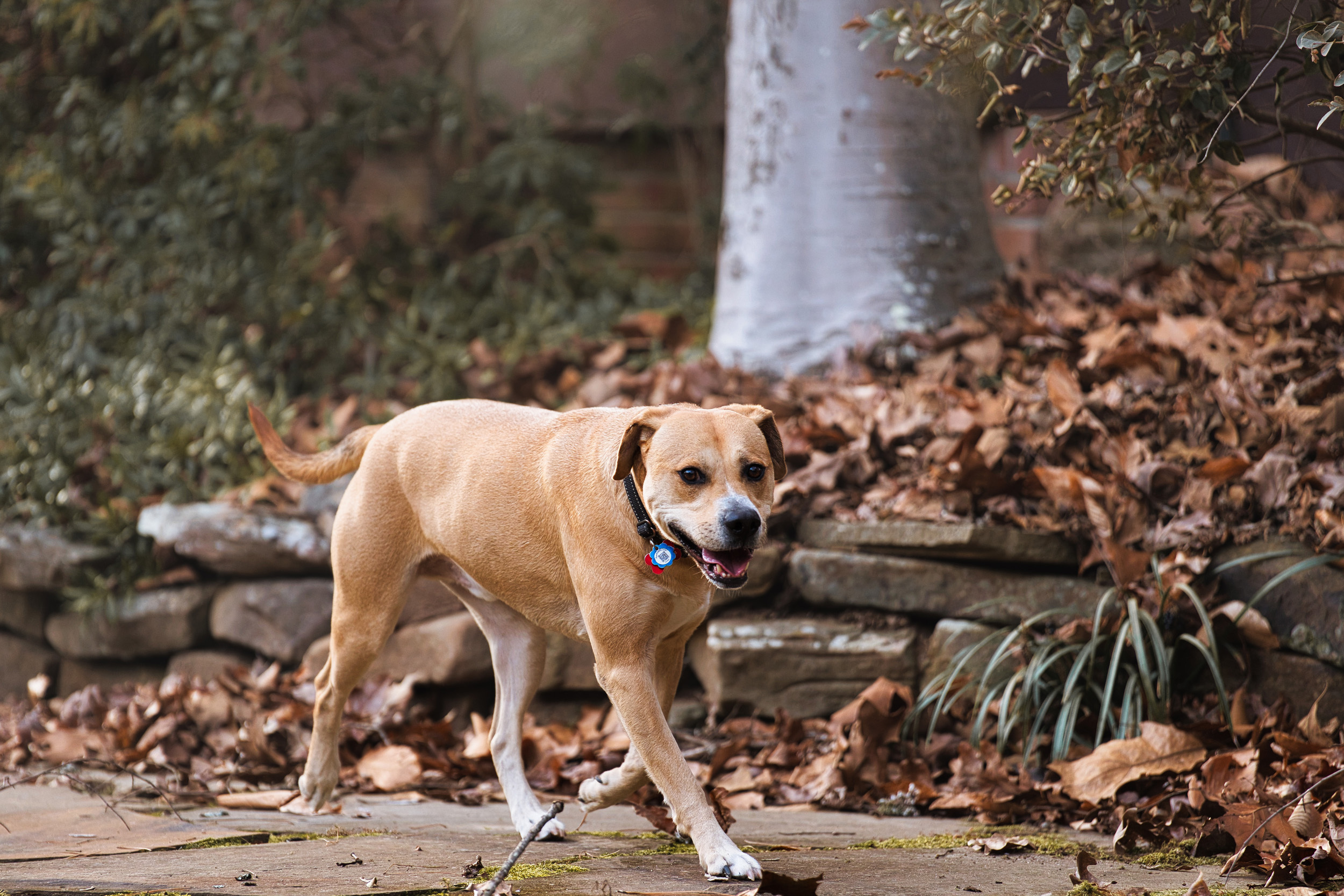 Kirby, an adoptable Labrador Retriever, American Staffordshire Terrier in Chamblee, GA, 30341 | Photo Image 6