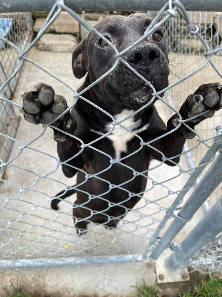 Mouth Man, an adoptable Pit Bull Terrier in Troy, AL, 36081 | Photo Image 1