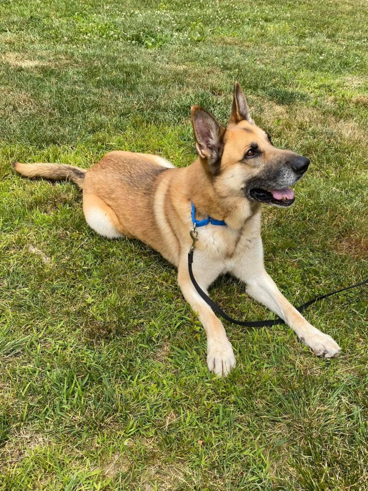 Dog for adoption - Aramis, a German Shepherd Dog in Old Westbury, NY ...