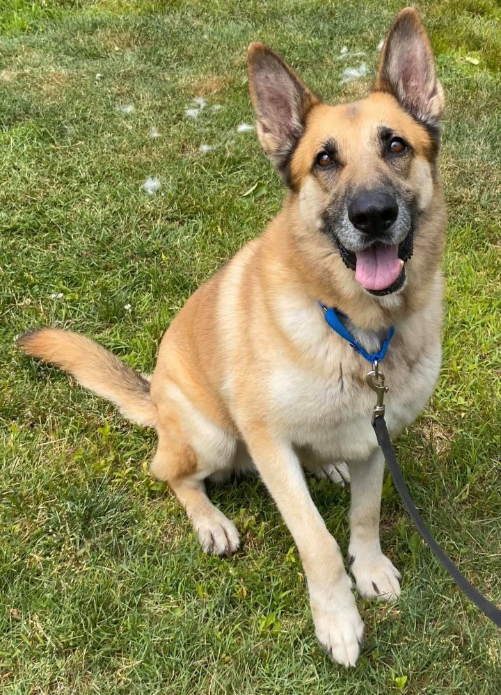 Dog for adoption - Aramis, a German Shepherd Dog in Old Westbury, NY ...