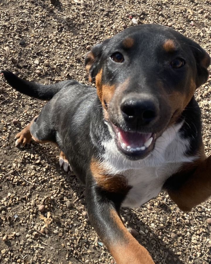 Australian shepherd and doberman 2024 mix