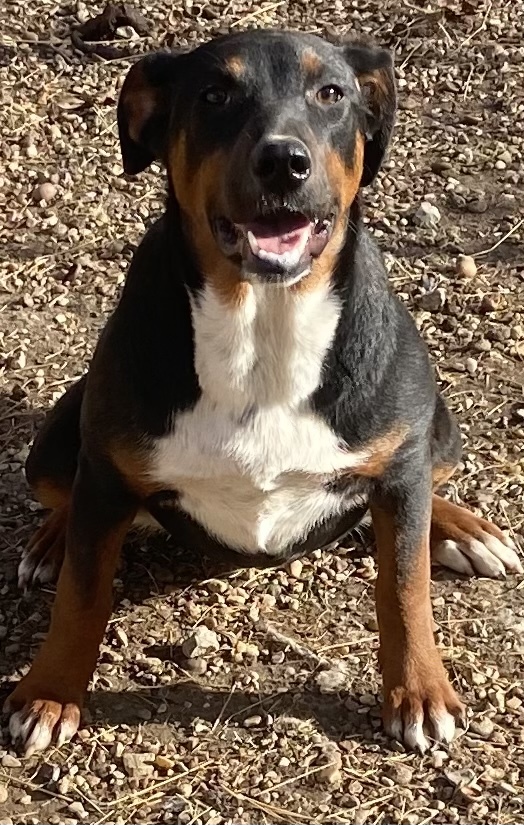 Shepherd & best sale hound mix