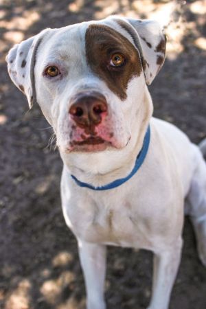 HI - IM JOHNNY and I need a foster or forever home Do you need a best friend Im an