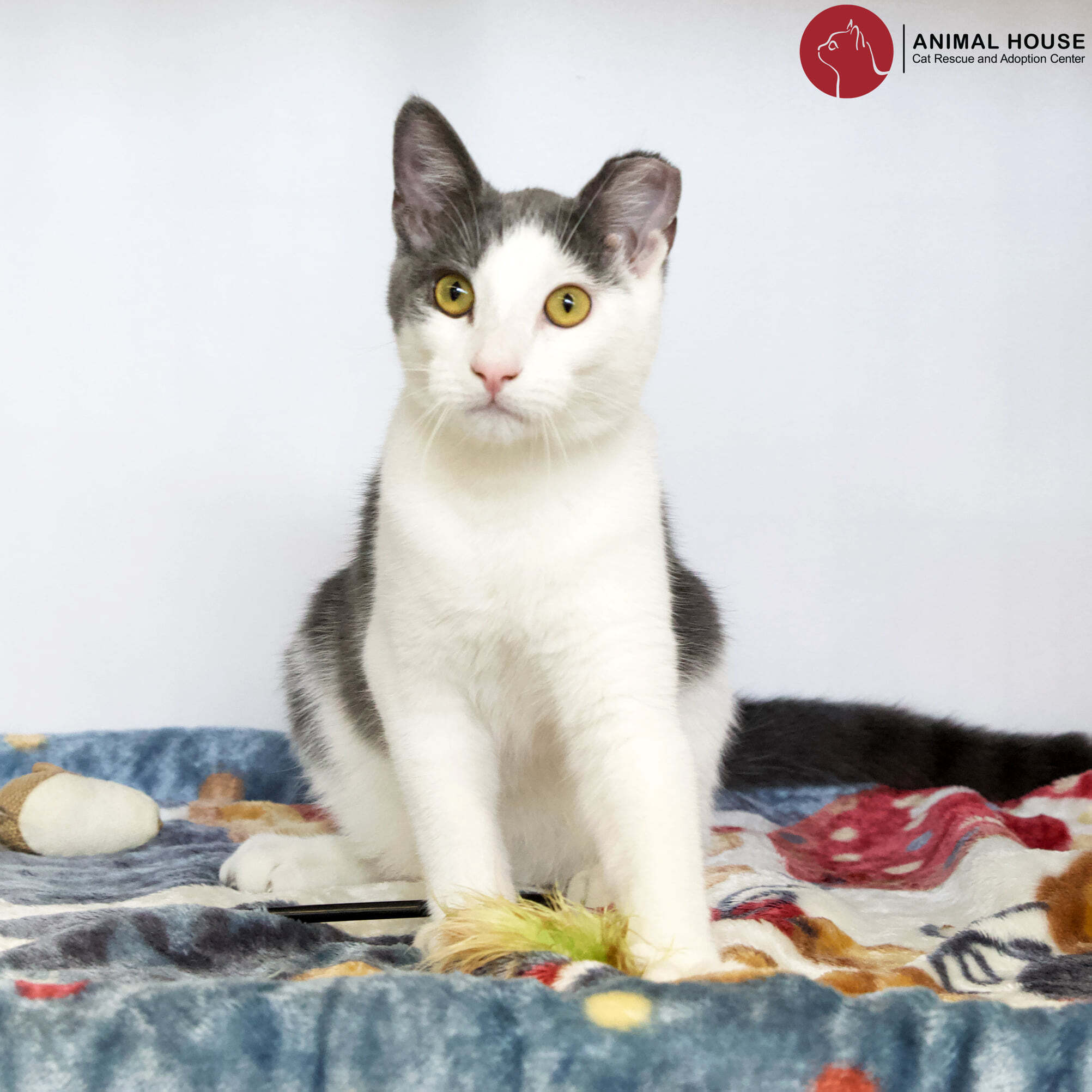 Hank, an adoptable Domestic Short Hair in St. Louis, MO, 63110 | Photo Image 2