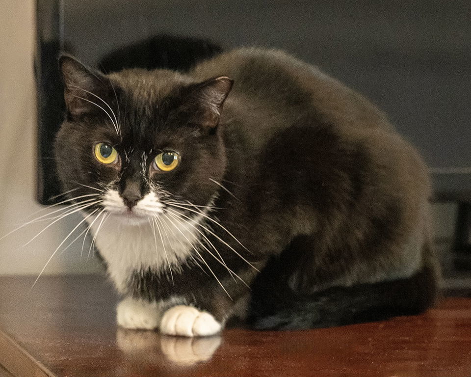 Selene, an adoptable Domestic Medium Hair in Buford, GA, 30518 | Photo Image 1