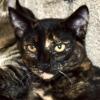 Aayla, an adopted Domestic Short Hair in Portland, OR_image-1