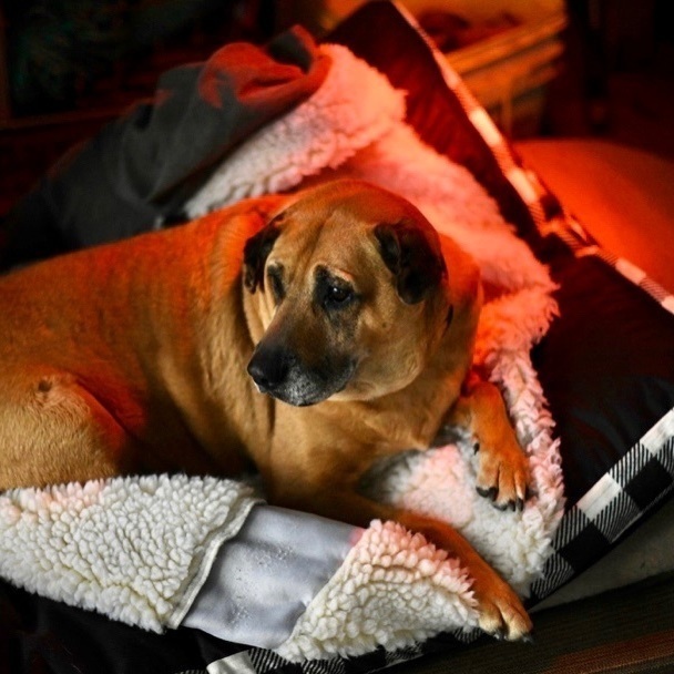 Jenny FL, an adoptable Labrador Retriever in BONIFAY, FL, 32425 | Photo Image 3