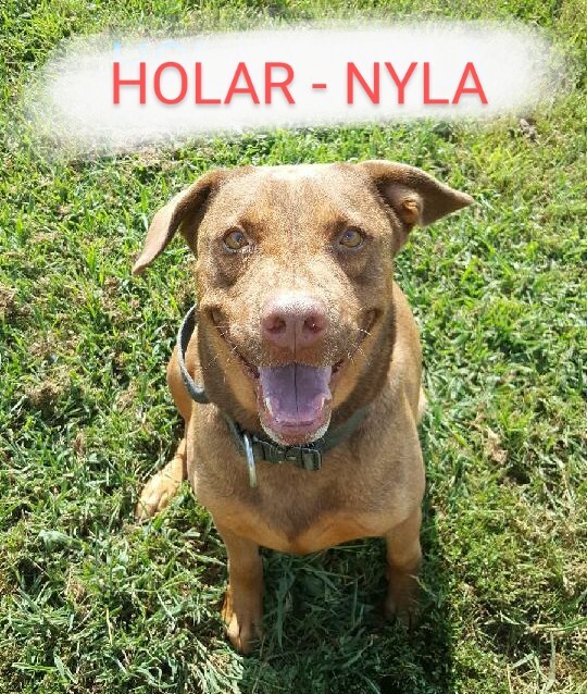 Nyla, an adoptable Mixed Breed in Sulphur Springs, TX, 75483 | Photo Image 1