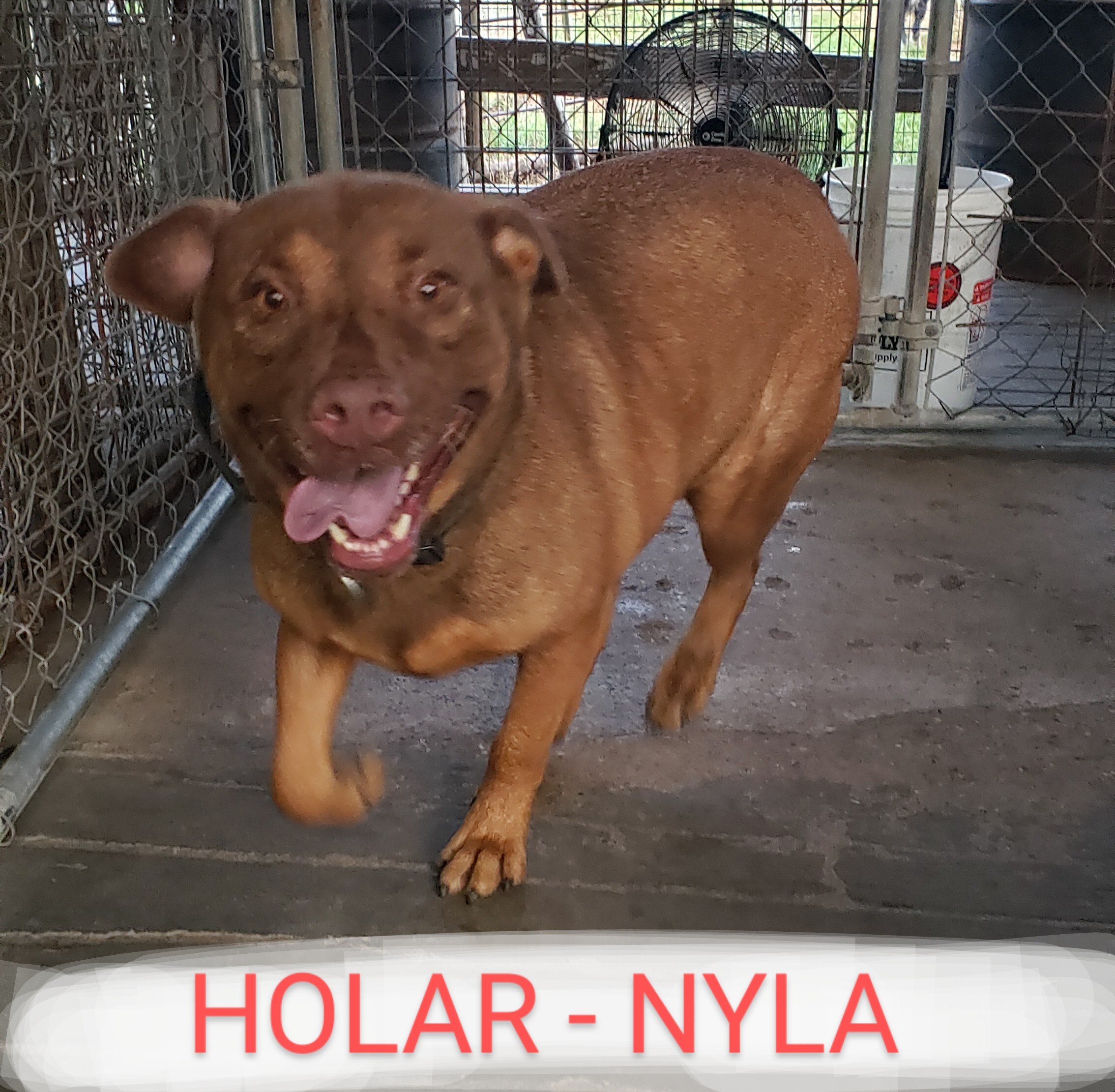 Nyla, an adoptable Mixed Breed in Sulphur Springs, TX, 75483 | Photo Image 2