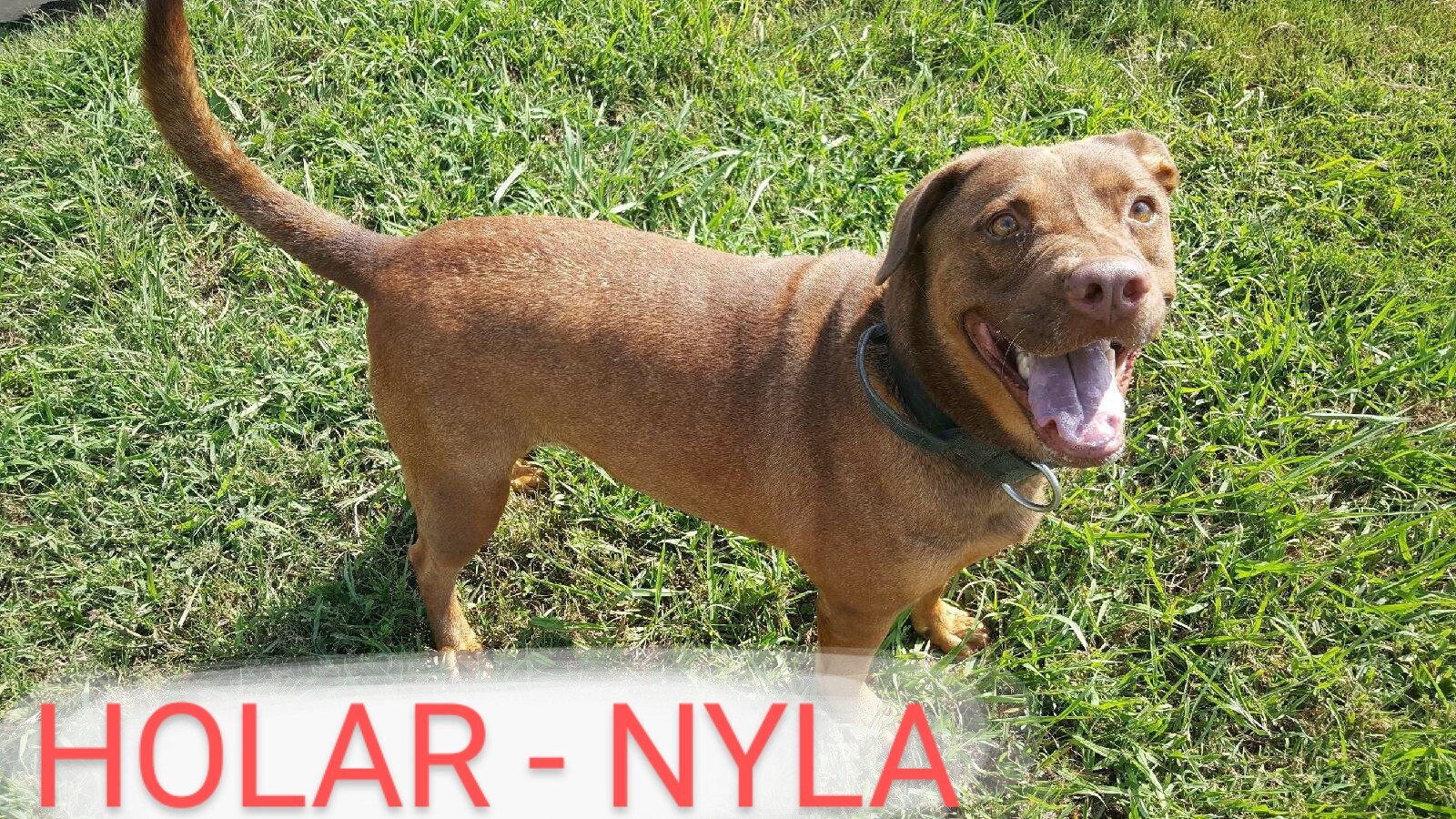 Nyla, an adoptable Mixed Breed in Sulphur Springs, TX, 75483 | Photo Image 3