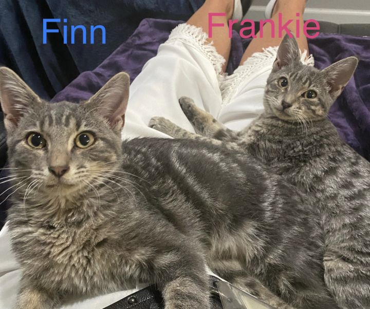 Frankie and Finn 1