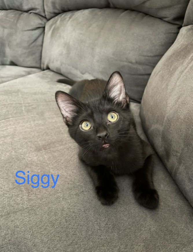 Siggy