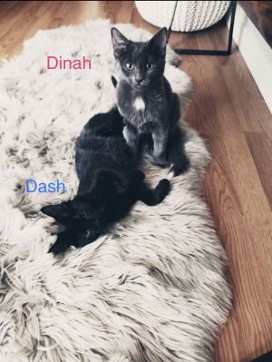 Dinah and Dash 