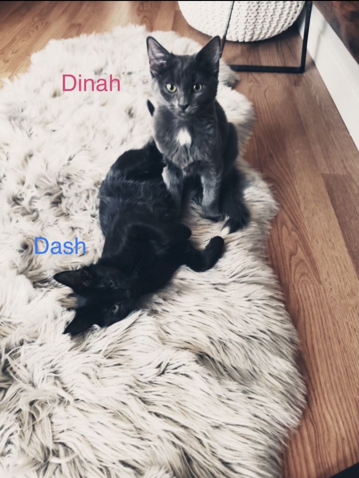 Dinah and Dash  1