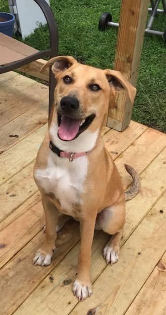 Sadie, an adoptable Labrador Retriever in Chattanooga, TN, 37421 | Photo Image 1