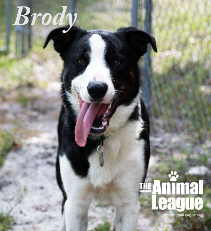 Brody 2