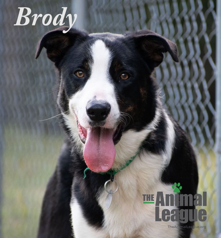 Brody 3