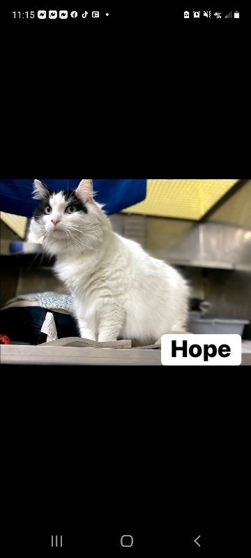 Hope, an adoptable Domestic Long Hair in Mount Vernon, IN, 47620 | Photo Image 1