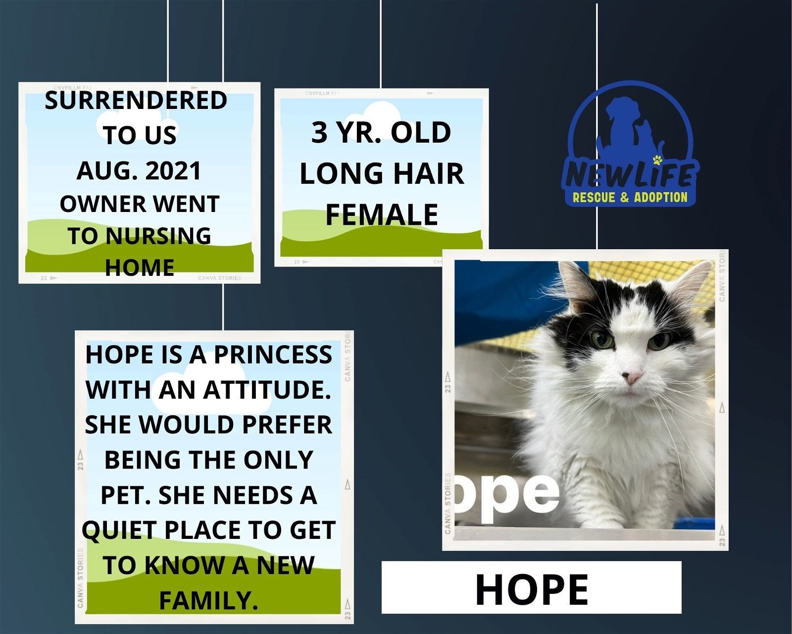 Hope, an adoptable Domestic Long Hair in Mount Vernon, IN, 47620 | Photo Image 2