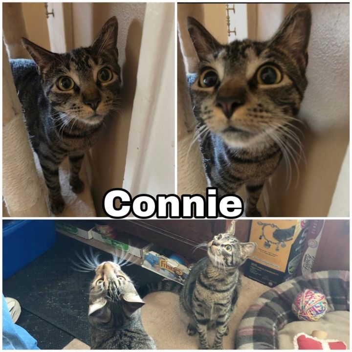 Connie 2
