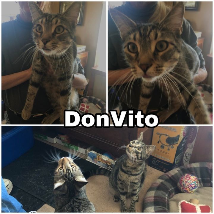 Don Vito 2