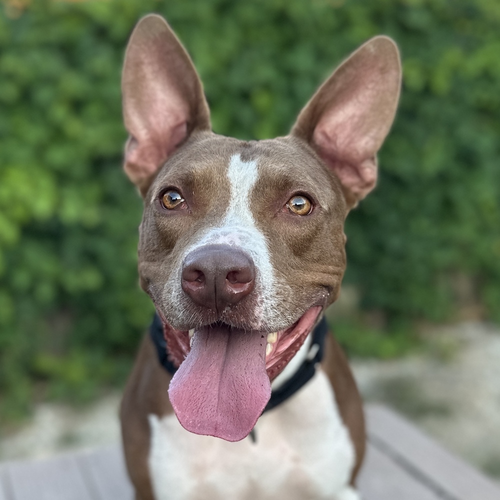 Latte, an adoptable Pit Bull Terrier in Columbus, OH, 43214 | Photo Image 1