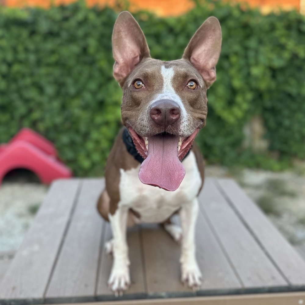 Latte, an adoptable Pit Bull Terrier in Columbus, OH, 43214 | Photo Image 2