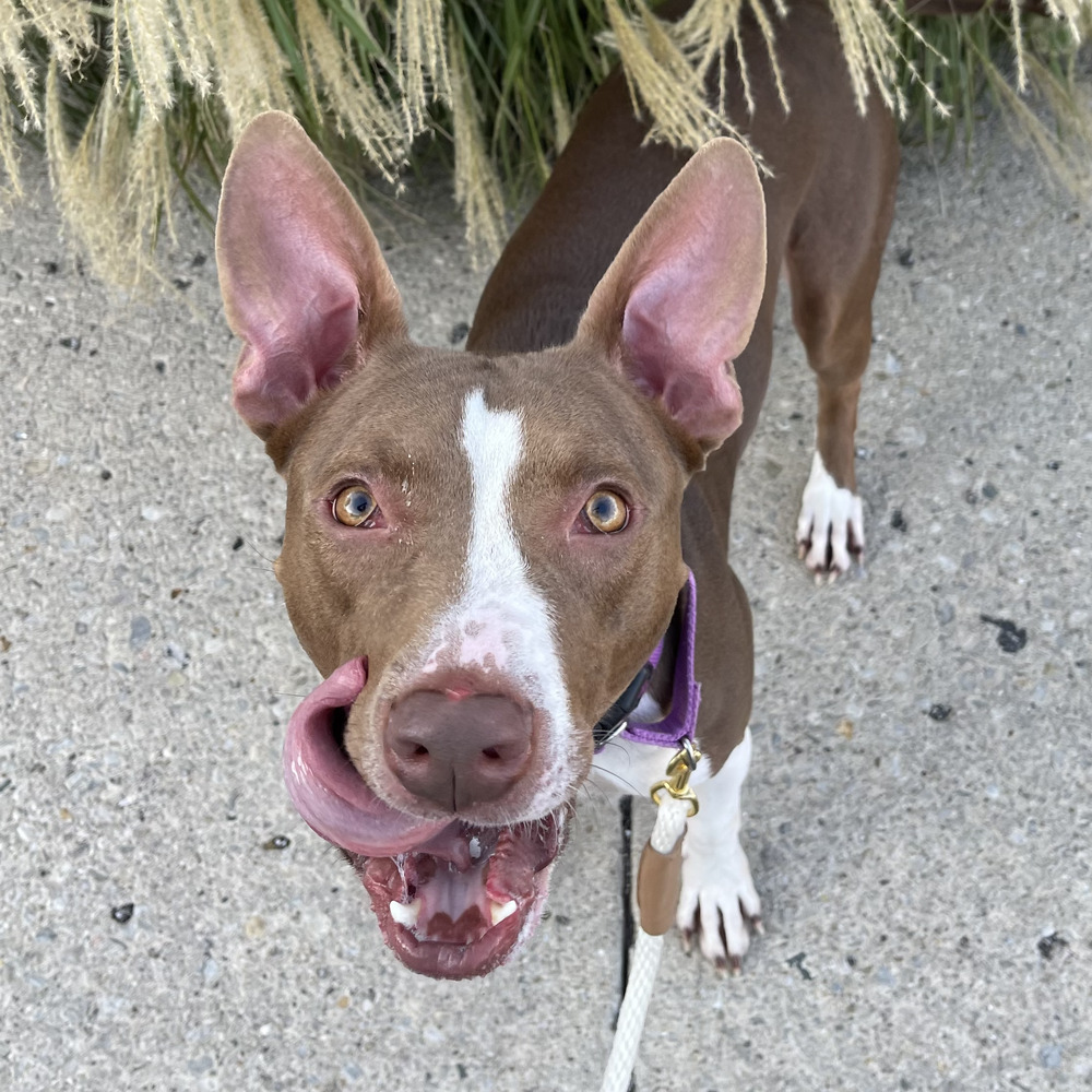 Latte, an adoptable Pit Bull Terrier in Columbus, OH, 43214 | Photo Image 3