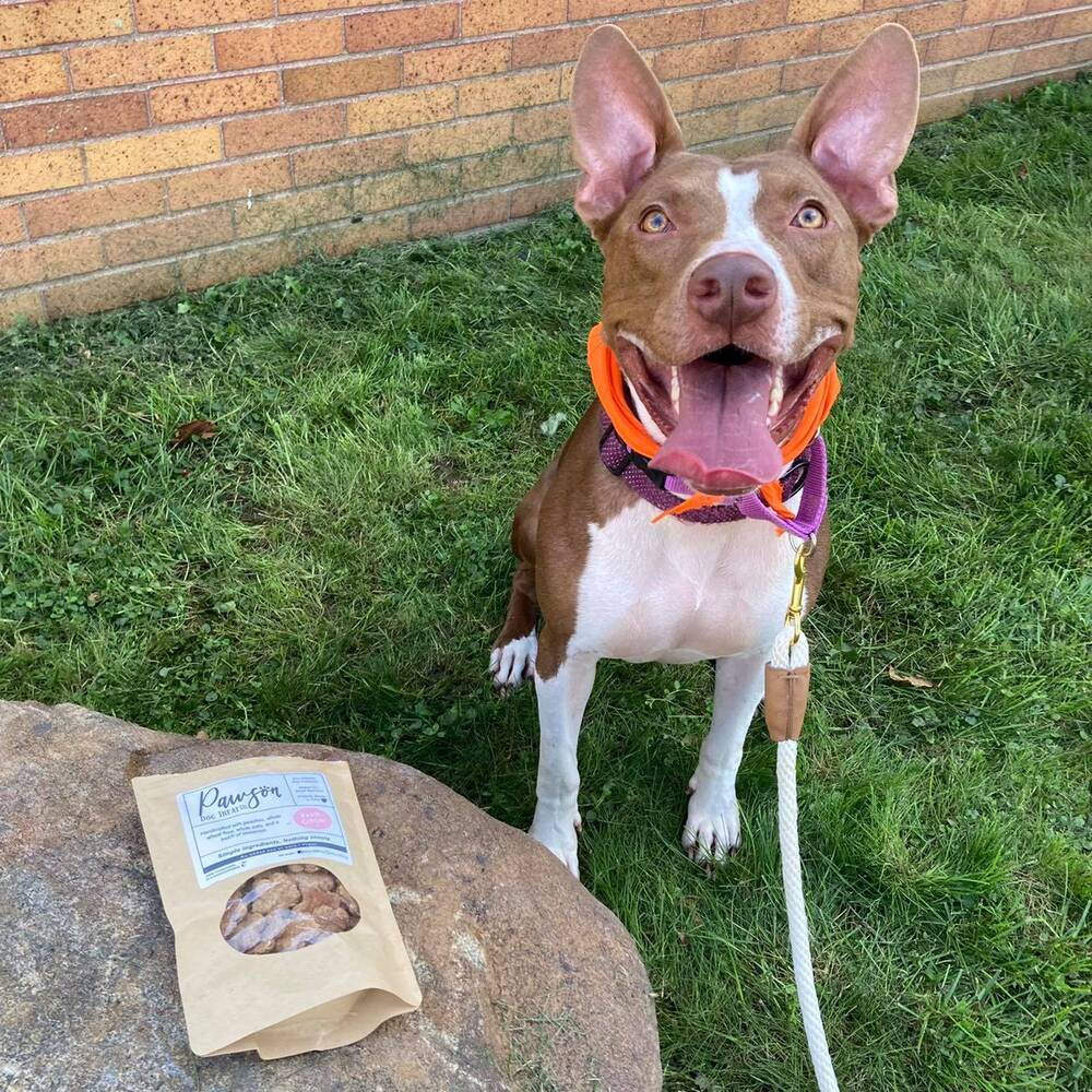 Latte, an adoptable Pit Bull Terrier in Columbus, OH, 43214 | Photo Image 4