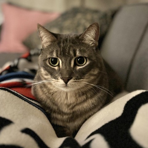 Andrew, an adoptable Domestic Short Hair in Los Angeles, CA, 90016 | Photo Image 1