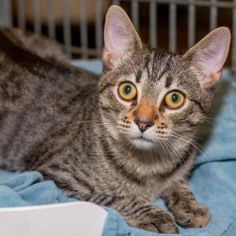 Andrew, an adoptable Domestic Short Hair in Los Angeles, CA, 90016 | Photo Image 2