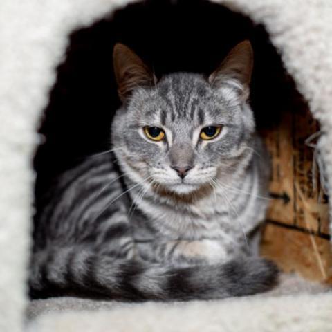 Andrew, an adoptable Domestic Short Hair in Los Angeles, CA, 90016 | Photo Image 3