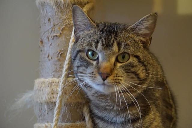 Charlie Brown, an adoptable Domestic Short Hair in Bourbonnais, IL, 60914 | Photo Image 1