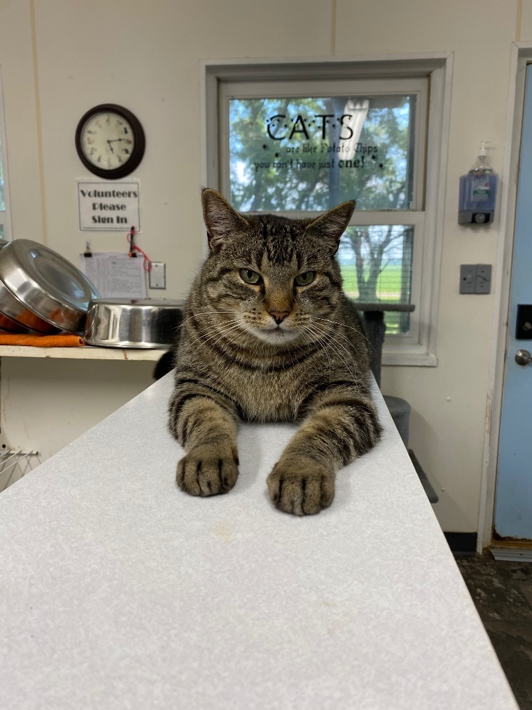 Charlie Brown, an adoptable Domestic Short Hair in Bourbonnais, IL, 60914 | Photo Image 1