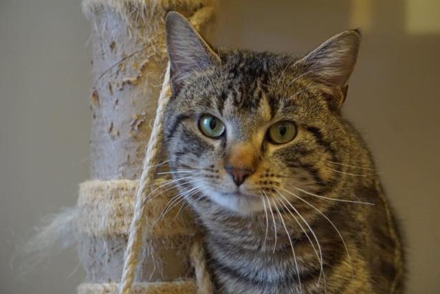 Charlie Brown, an adoptable Domestic Short Hair in Bourbonnais, IL, 60914 | Photo Image 2