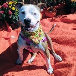 Bonnie, an adoptable American Staffordshire Terrier in Cape May Court House, NJ, 08210 | Photo Image 3