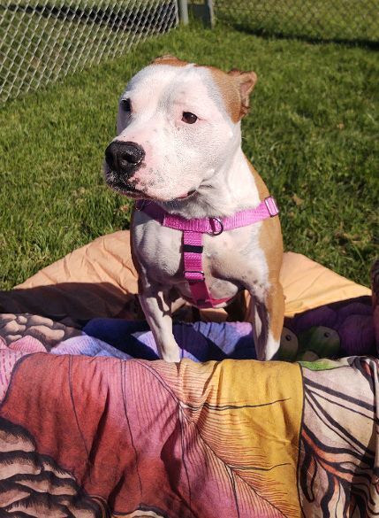 Bonnie, an adoptable American Staffordshire Terrier in Cape May Court House, NJ, 08210 | Photo Image 5