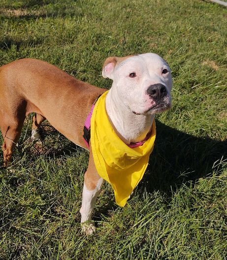 Bonnie, an adoptable American Staffordshire Terrier in Cape May Court House, NJ, 08210 | Photo Image 4