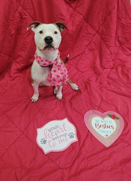 Bonnie, an adoptable American Staffordshire Terrier in Cape May Court House, NJ, 08210 | Photo Image 5