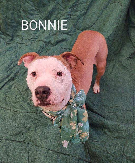 Bonnie, an adoptable American Staffordshire Terrier in Cape May Court House, NJ, 08210 | Photo Image 6