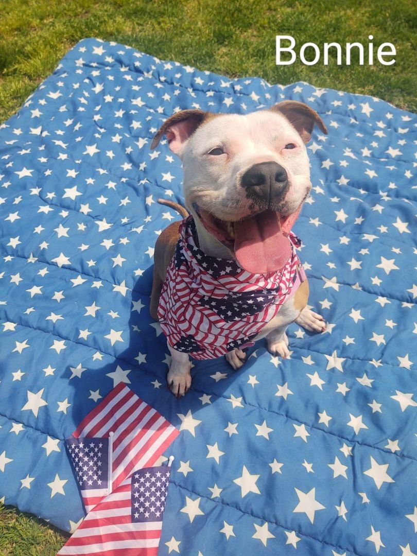 Bonnie, an adoptable American Staffordshire Terrier in Cape May Court House, NJ, 08210 | Photo Image 1