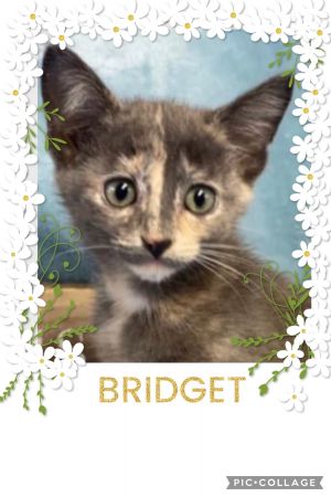 Bridget A-3890