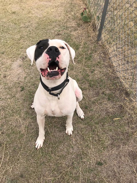 Zoey, an adoptable Dogo Argentino in Yoder, CO, 80864 | Photo Image 1