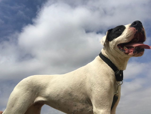 Zoey, an adoptable Dogo Argentino in Yoder, CO, 80864 | Photo Image 2