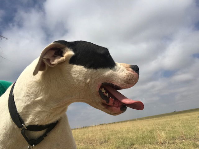 Zoey, an adoptable Dogo Argentino in Yoder, CO, 80864 | Photo Image 3