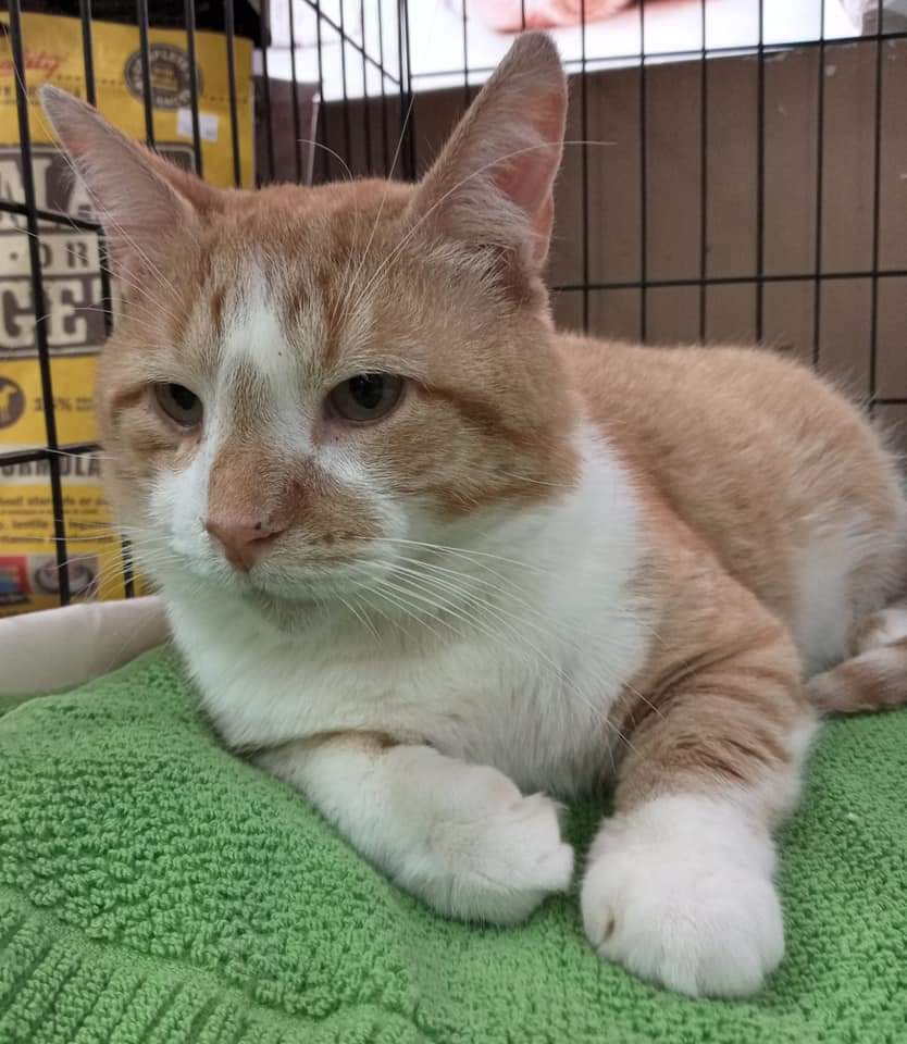 WESTYN  & ALBERT, an adoptable Domestic Medium Hair in Hamilton, ON, L8L 7K2 | Photo Image 2