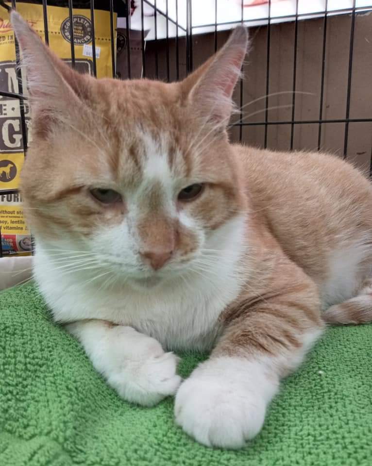 WESTYN  & ALBERT, an adoptable Domestic Medium Hair in Hamilton, ON, L8L 7K2 | Photo Image 3