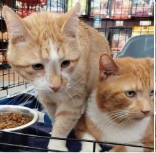 WESTYN  & ALBERT, an adoptable Domestic Medium Hair in Hamilton, ON, L8L 7K2 | Photo Image 1